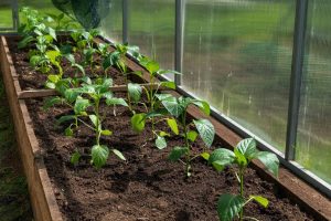 Comment optimiser la ventilation dans une serre tunnel