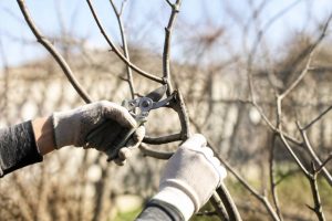 Quand tailler les arbres pour favoriser leur croissance et leur santé