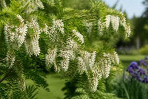 Acacia en fleur : comment l’identifier et l’intégrer au jardin