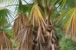 Palmier malade : causes, symptômes et solutions pour le sauver